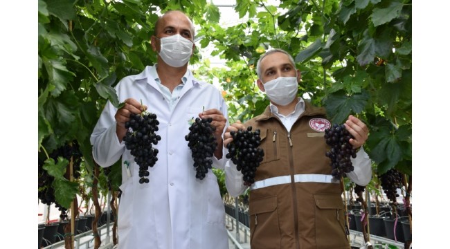 Topraksız üretilen sofralık üzümde ilk hasat alındı