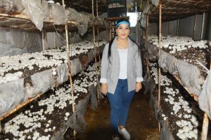 Genç kadın girişimci mantar pazarına tedarikçi oldu