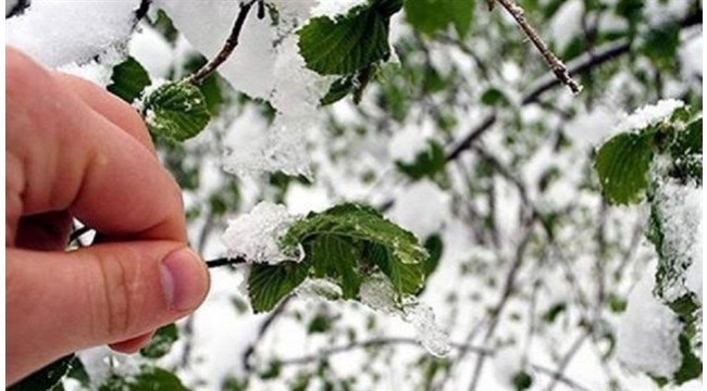 Turgutlu’da ‘zirai don’ bekleniyor!